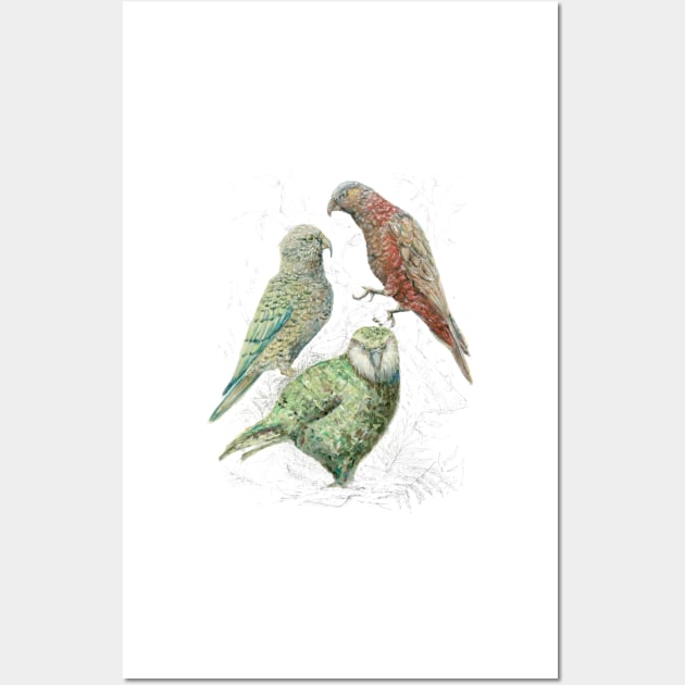 Three native parrots of New Zealand Wall Art by EmilieGeant